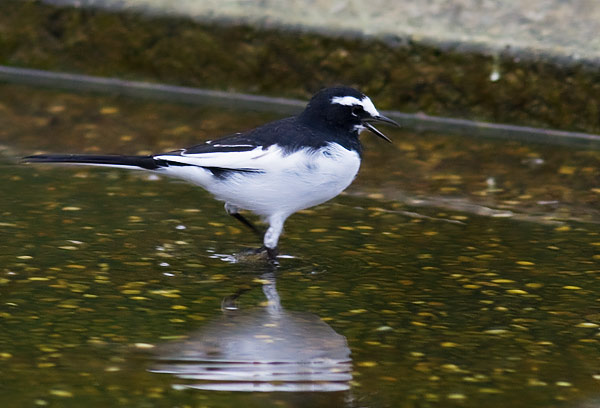 Japanese wagtail