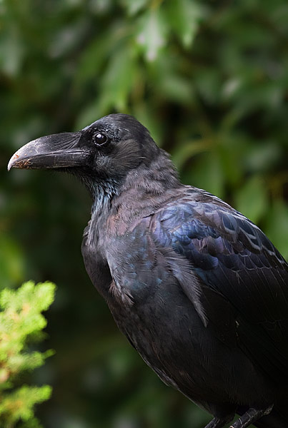 large-billed crow