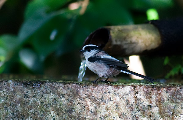 long-tailed tit