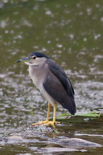 night heron