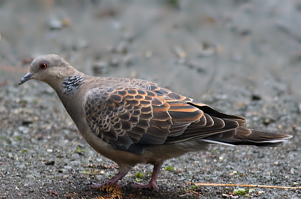 Oriental turtle dove