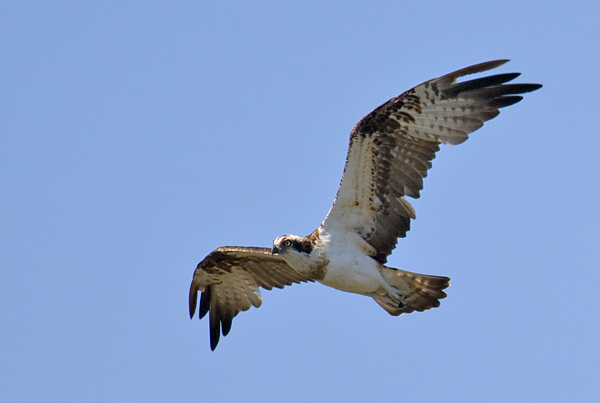 osprey