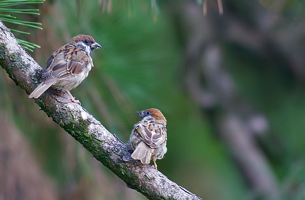 tree sparrow