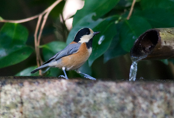 varied tit