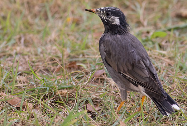 white-cheeked starling