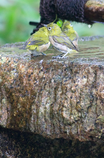 Japanese white-eye