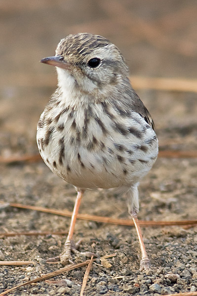 Berthelot's pipit