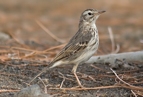 Berthelot's pipit