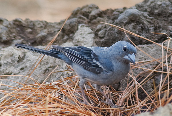 blue chaffinch