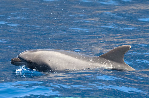 bottle-nosed dolphin