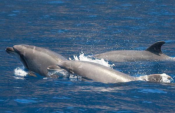 bottle-nosed dolphin