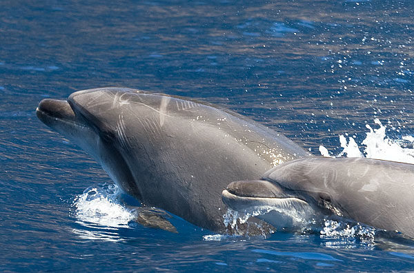 bottle-nosed dolphin