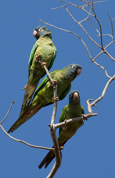 blue-faced conure