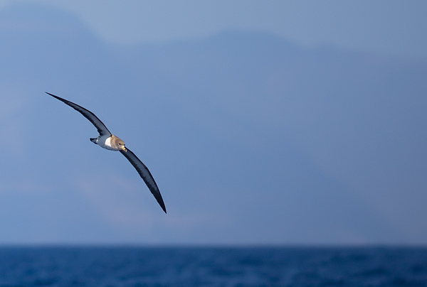 Cory's shearwater