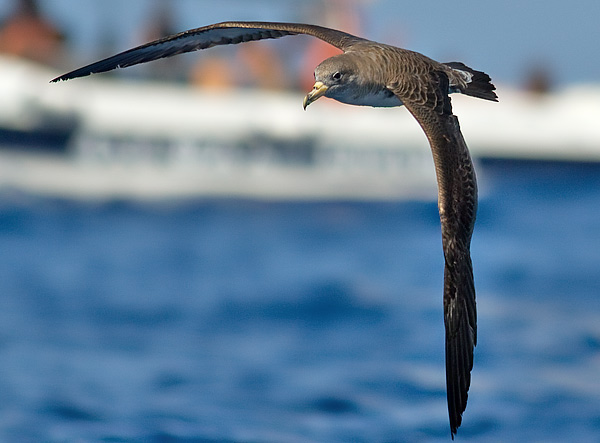 Cory's shearwater