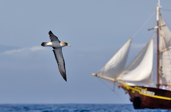 Cory's shearwater