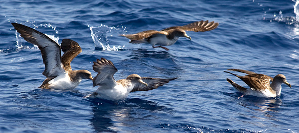 Cory's shearwater