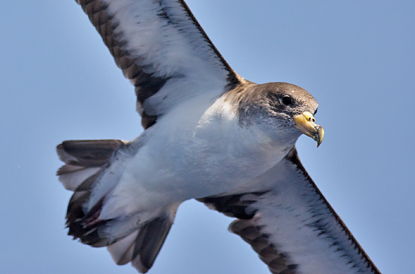 Cory's shearwater