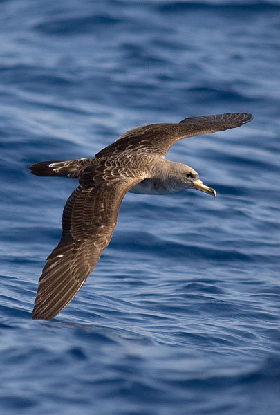 Cory's shearwater