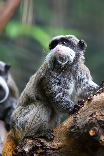 emperor tamarin