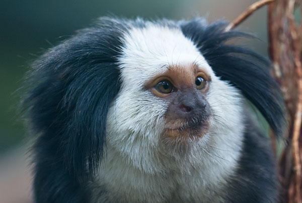 Geoffroy's marmoset