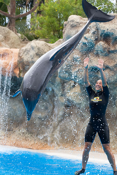 dolphin display