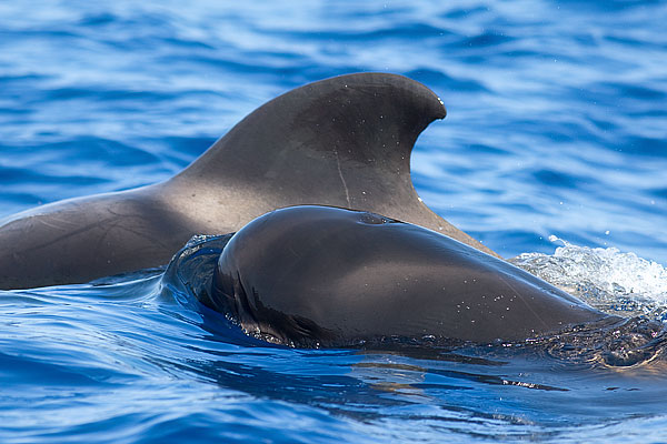 short-finned pilot whale
