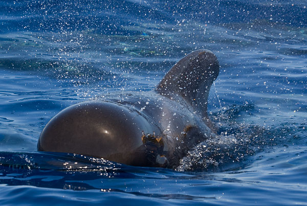 short-finned pilot whale