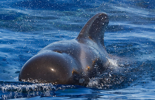 short-finned pilot whale