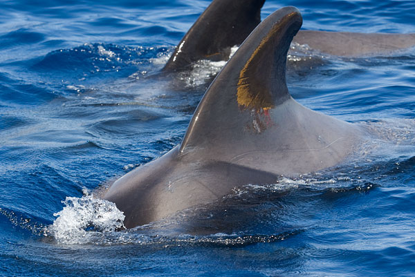 short-finned pilot whale