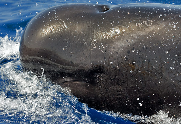 short-finned pilot whale