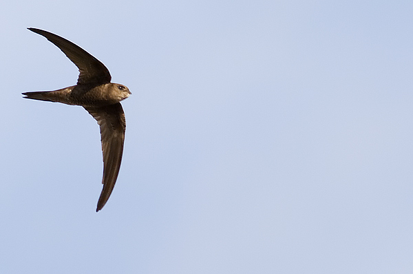Plain swift