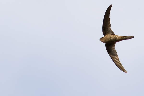 Plain swift
