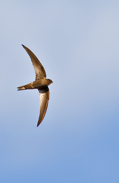 Plain swift