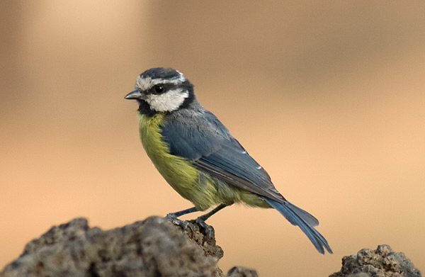 Canary Islands blue tit