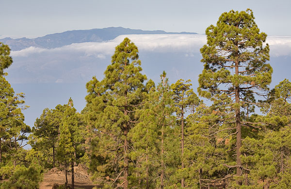 Canary Pine forest
