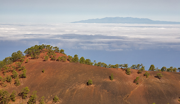 Canary Pine forest