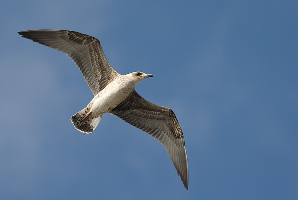 yellow-legged gull