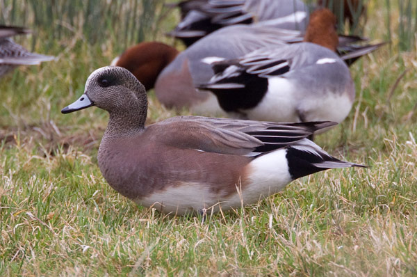 American wigeon