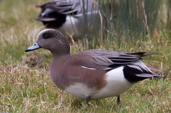 American wigeon