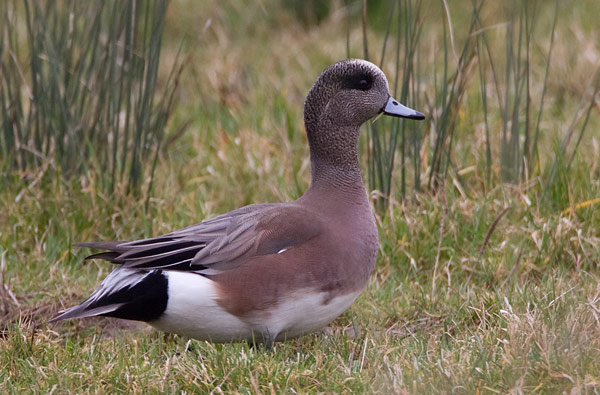 American wigeon