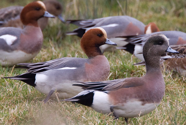 American and Eurasian wigeon
