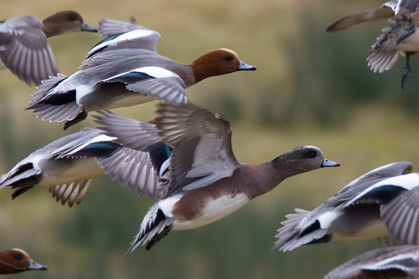 American wigeon