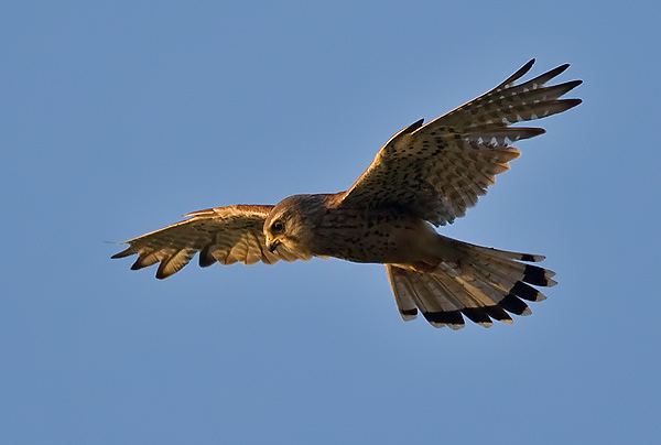 kestrel