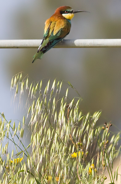 bee-eater