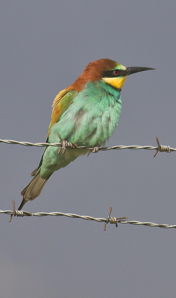 bee-eater