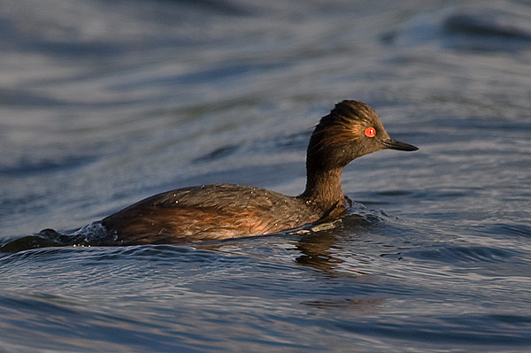 black-necked grebe