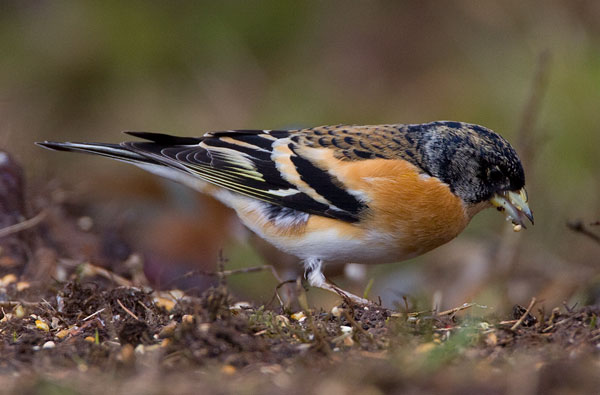 brambling - male