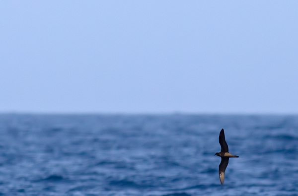 Bulwer's petrel