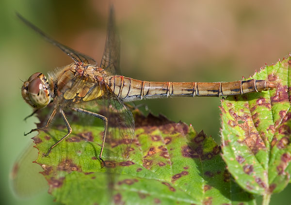 common darter